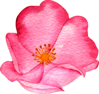Watercolor rosehip bright pink clip art
